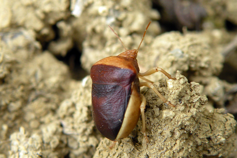 Ventocoris rusticus